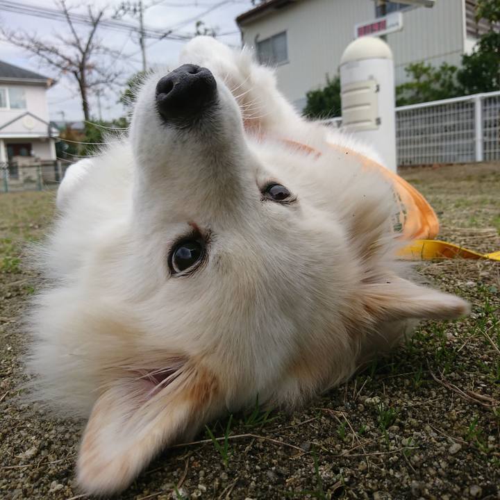 E32da34d 51e7 4b72 8499 f68387d0601f 1541985051271