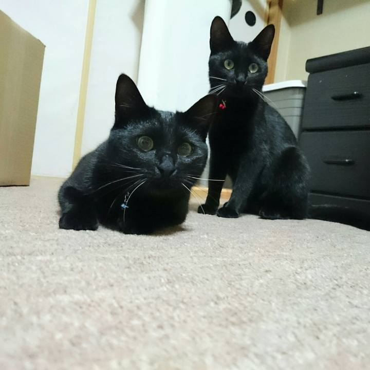 E32f0f9f 4ac0 4ab7 a652 c9b73eca9da4 1513299002754