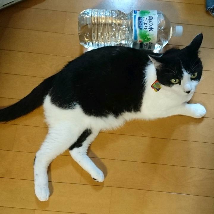 E3325596 0a56 4b09 b7ae 6f7ede60ec9f 1562049996998