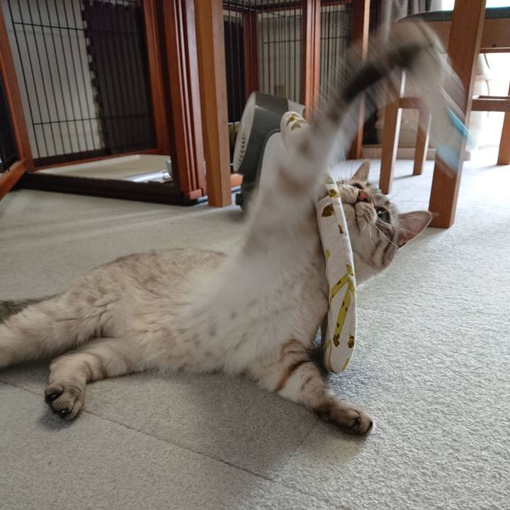 E3326566 7bb4 4b20 b7ad 7c41a8cb5594 1563680963825