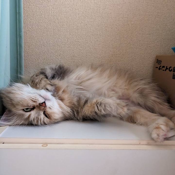 E332e5c5 91a3 4b36 8bcc f72a4392a562 1690344171460