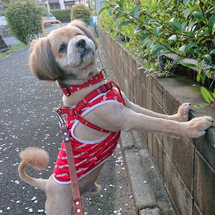 E33324e2 495f 4c3e ba52 03c42e2a7761 1585734391426