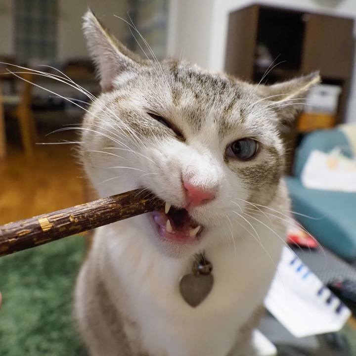 E335ec68 8d50 4eb4 8cd8 c1ab2bead038 1635325338072