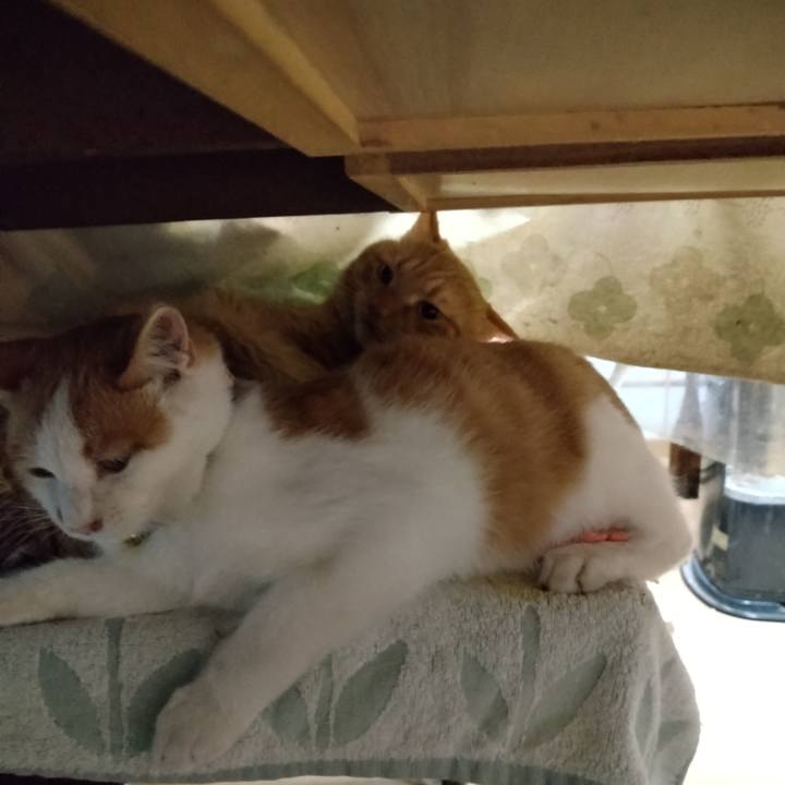 E3382209 7abc 4dd5 bd2c d3f37fa92318 1732863653993