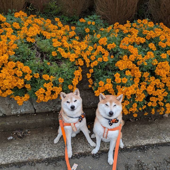 E3388707 f7eb 4394 b795 2d6615aa68d0 1761269440855