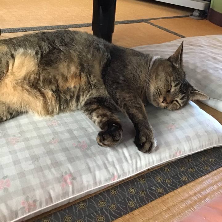 E3398c53 8303 4d74 915f 689f8cdb692a 1690257954606