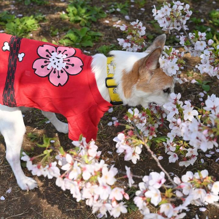 E339a5ff 9158 42bf b668 d7a12c4069d2 1774873427012