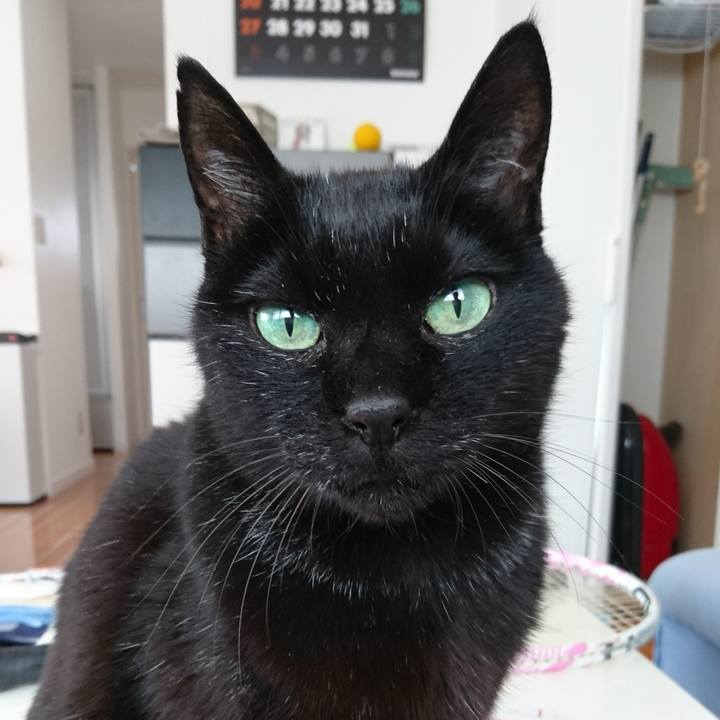 E33a6e4f 67ab 4baa b1f6 d7cc1bc5c960 1548760915699