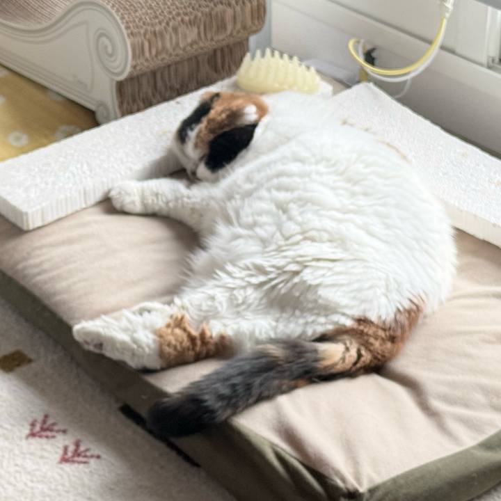 E33bd887 b847 424f 8e23 9ef6c7a56a8d 1763924031383