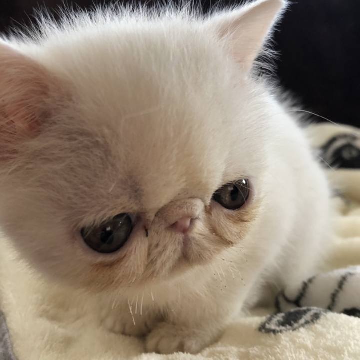 E33c2055 ddc4 46dc 91d8 fa7e760112c5 1762859683493