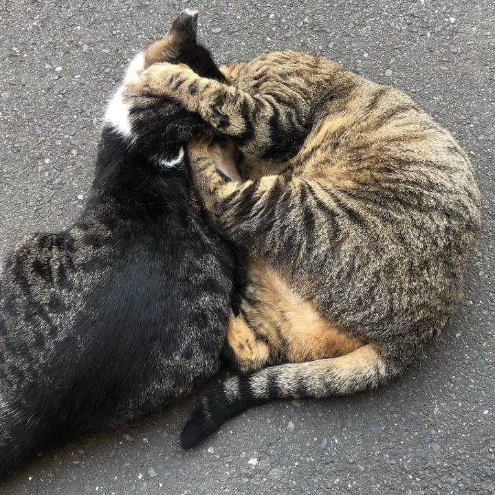 E33df2d5 5065 4306 9861 21b1b1dc7857 1555836765437