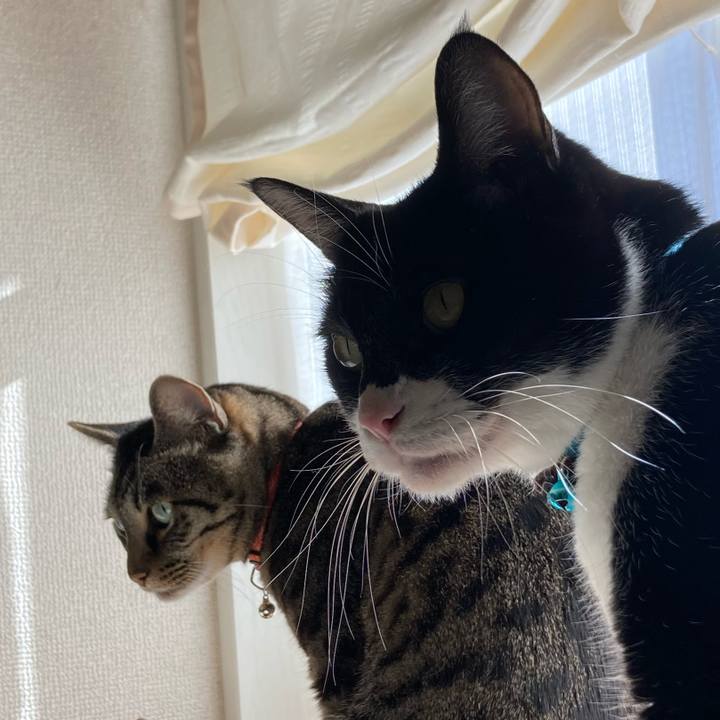 E33e33ce 4f76 4246 8cfb d554aa4944dd 1742625628865