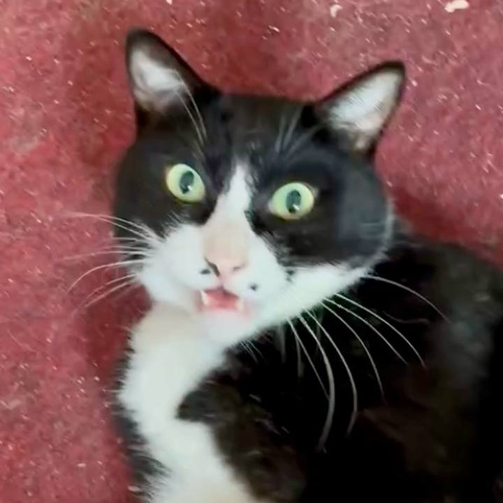 E33fb2c6 1384 4d4d ab2c e4f3a3d1ce46 1760409268456