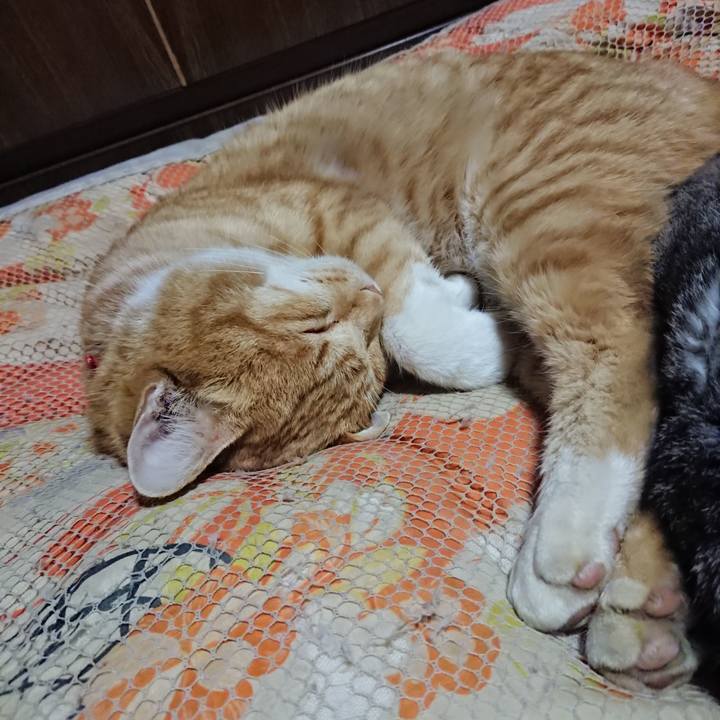 E34141b4 1a01 4431 a33b db6578c5f49e 1577450879720