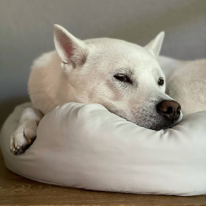 E3463a06 171b 4a6a b49d decf6ef5ffa8 1619779666802