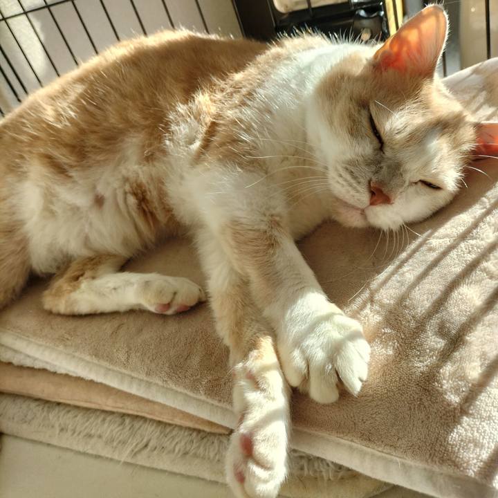 E3472a6e 6fee 4c68 9391 82c0443776cc 1635203150345