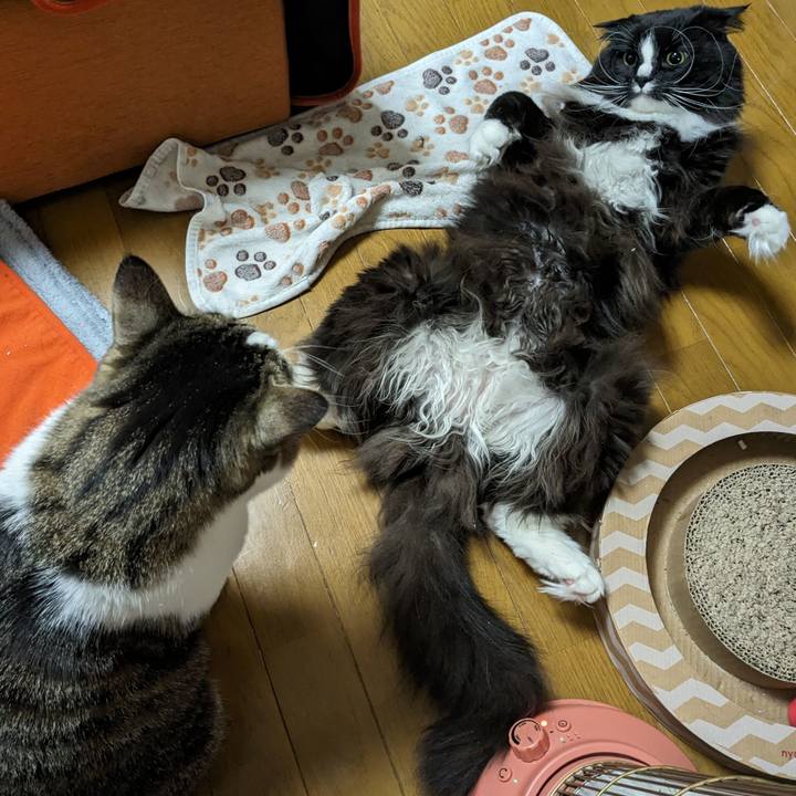 E34c0639 3107 4624 8bf3 bab7f467ff63 1709249205701