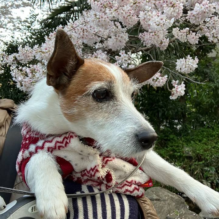 E34d2f9c 9557 4d38 8b18 b2ef80c9292d 1680218649409