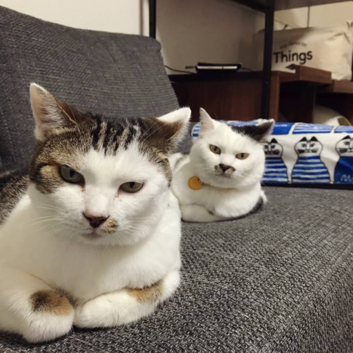 E34da489 171e 4a15 a1f6 f564e18b7ef4 1597036832679