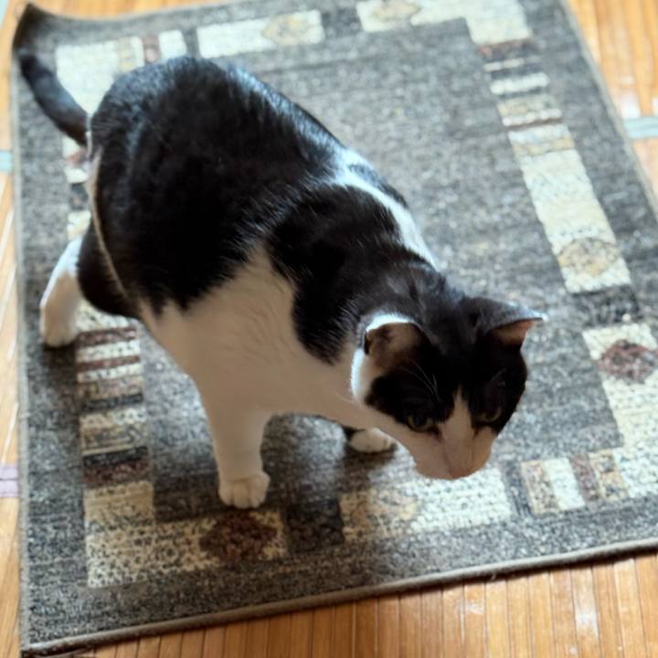 E34efae4 5531 4d87 afc8 be5fd245da39 1749610722576