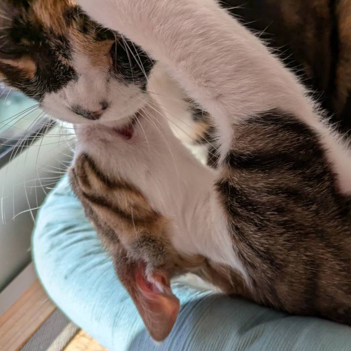 E3552508 a936 4e50 b8cf 7bb192a36a2b 1731739012361