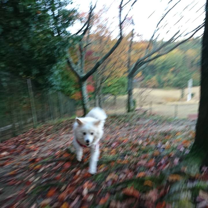 E35bcb66 b567 45bf a478 a2dc2c93c4f4 1541282080846