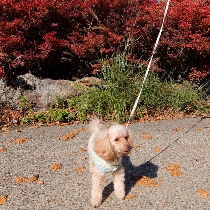 E362fee7 5e48 41a3 b2e6 ab5aa188288e 1541931989632