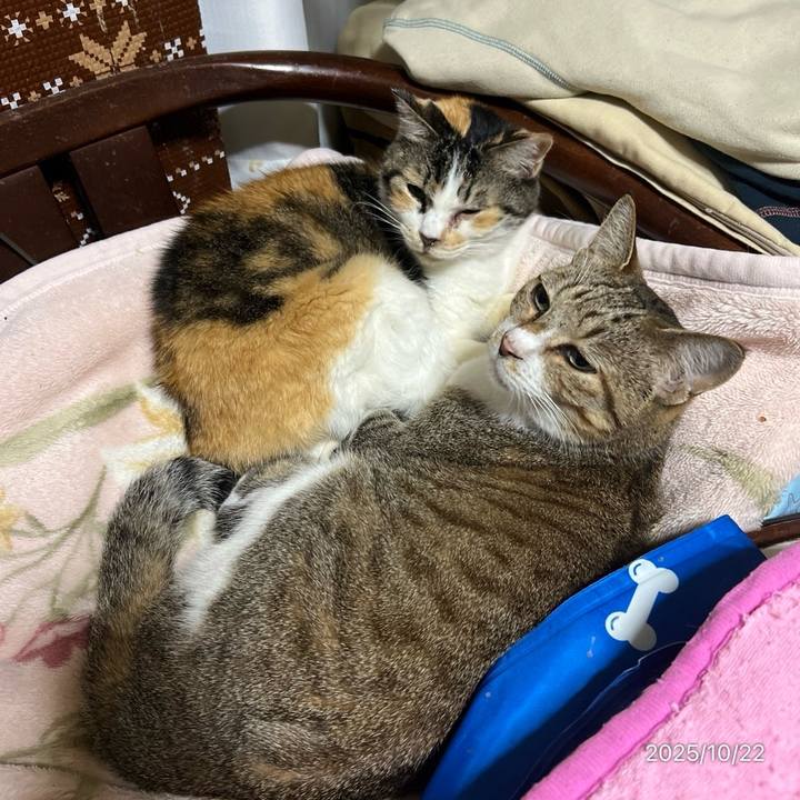 E3698671 1756 4995 aee4 4bb52bd15064 1761085902346