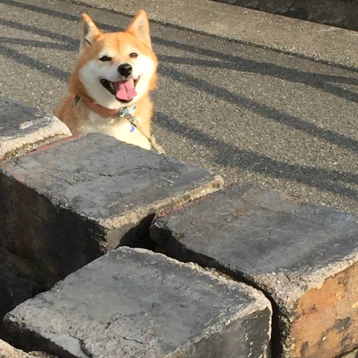 E36ebd07 01c7 4382 ab27 576f63d4a60e 1553153921449