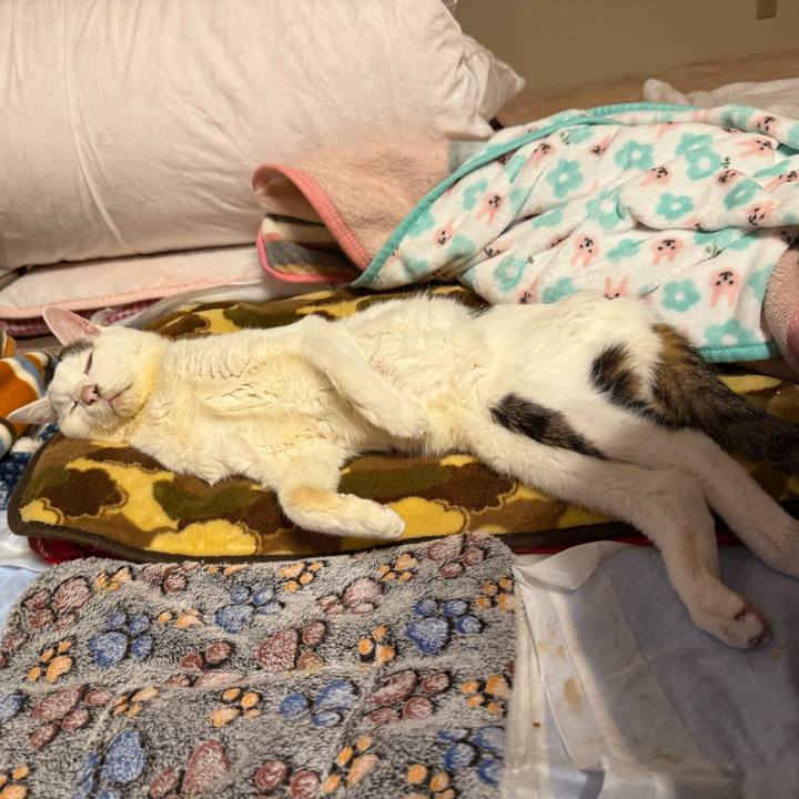 E3731b73 f7db 487e b0f7 d92ba970fcba 1770470483206