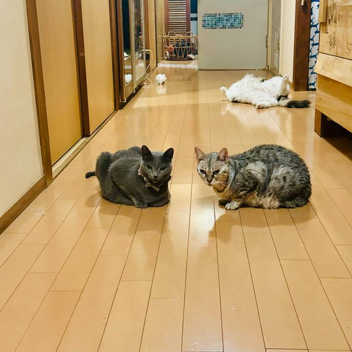 E373a3d9 76a8 4d53 91e7 ecde62e33b05 1755781476014