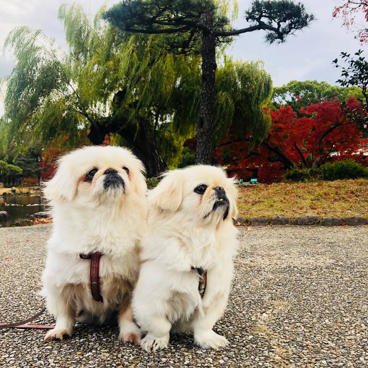 E373bd4a 71be 4d7d b9c3 0f819532de24 1575531650470