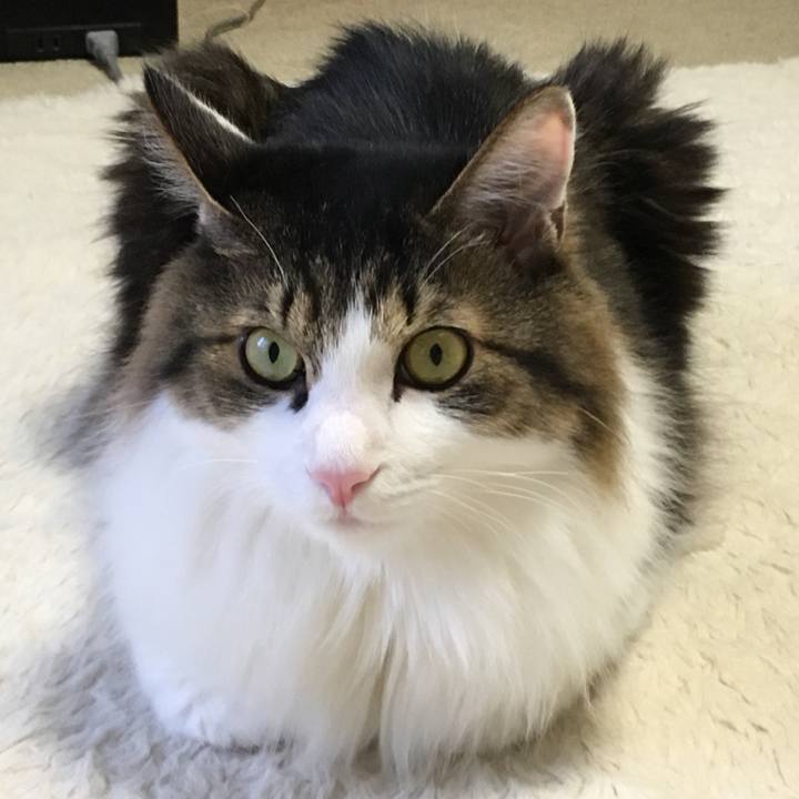 E374bf34 3ab8 45cb 95b5 15eb253d19ed 1540031096600