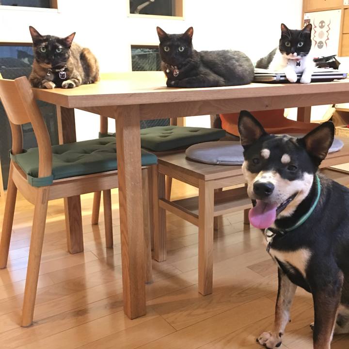 E37779c1 5435 401c 9999 1bf796e09c43 1534869025129