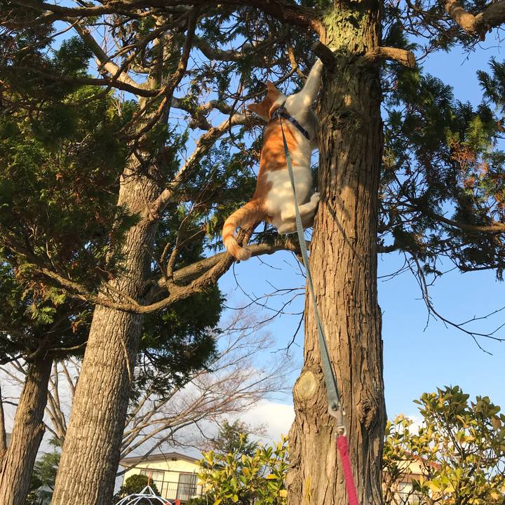 E3780686 ea48 4ff2 ad8f 0db2722e7586 1511937384831