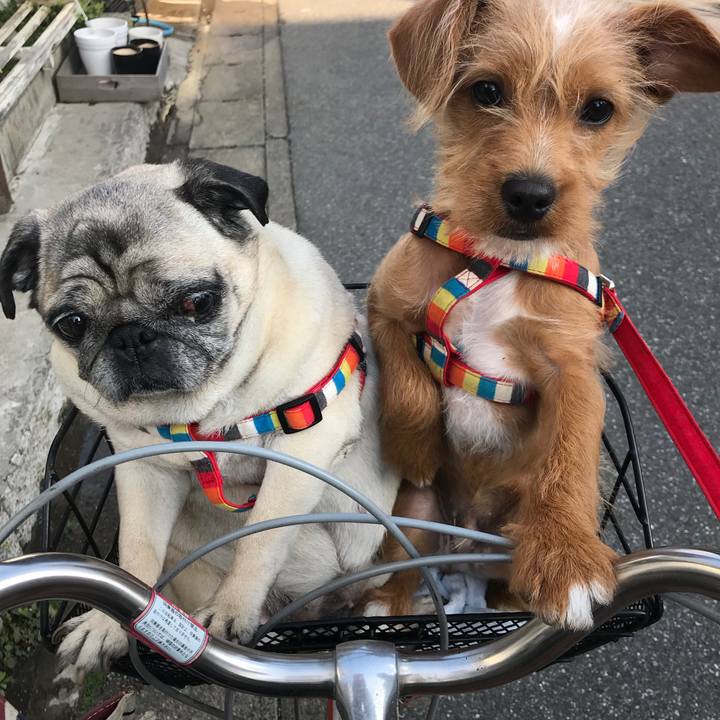 E378e3c2 80a8 40de 87cf 0eda9e62f6a7 1521771053156