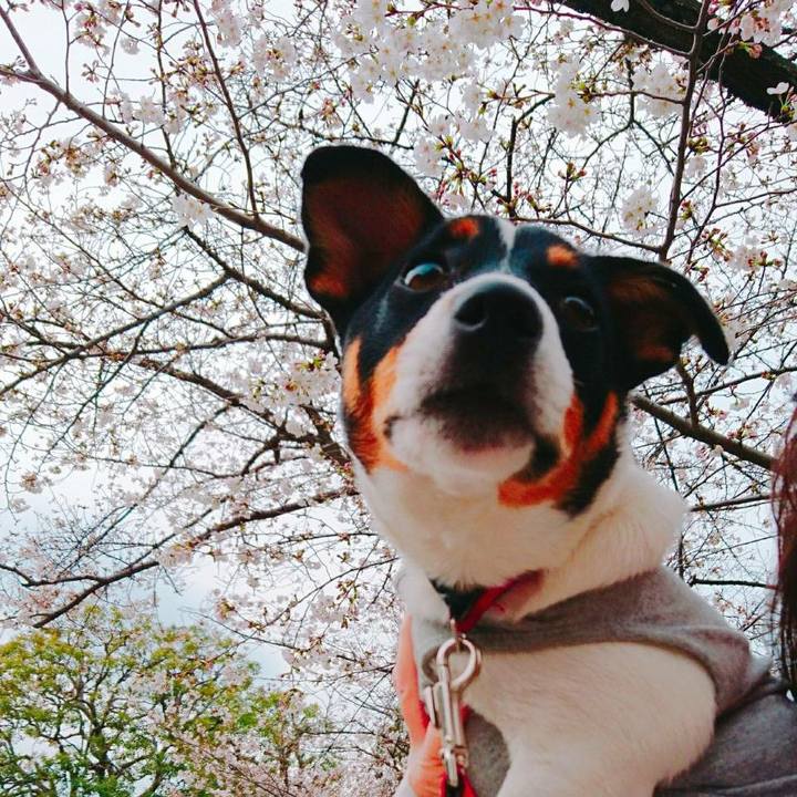 E37b15b8 dc75 4bc1 b32a 3cc2b56c9778 1521876517180