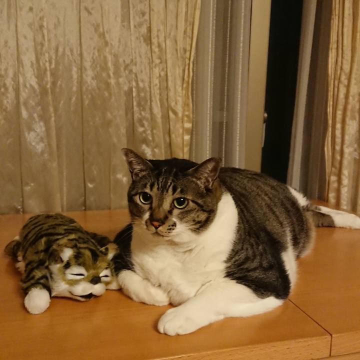 E37b888b 1418 468b 9dec bb6d9224cccf 1533296062360