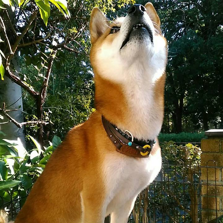 E37c1de3 9073 45e1 9c32 f2351c1a75d6 1574310442489