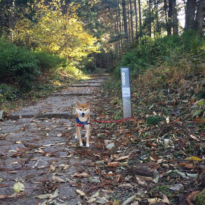 E37ed27e c8c1 4203 bbd7 e46ed9e561c8 1510312354054