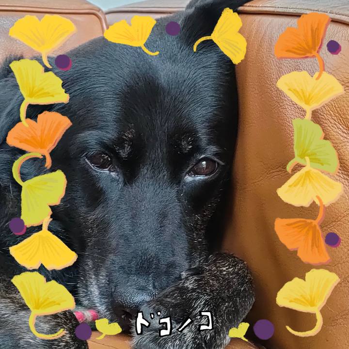 E3861c9e c698 41df ab7c c4fcb7a057a3 1729208534756