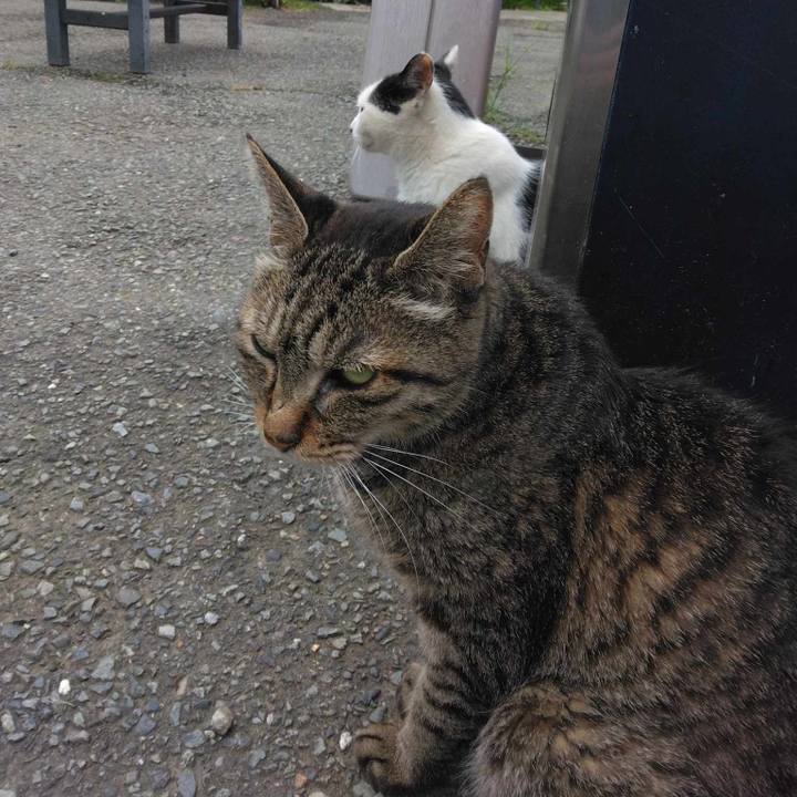 E3896604 259c 4ecf becc 1c658e15e69d 1722902565566