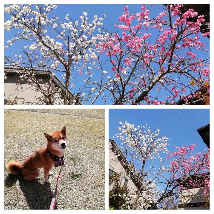 E38a9c8c 8e0c 43ae a898 f4da7b7aea5c 1585826444893