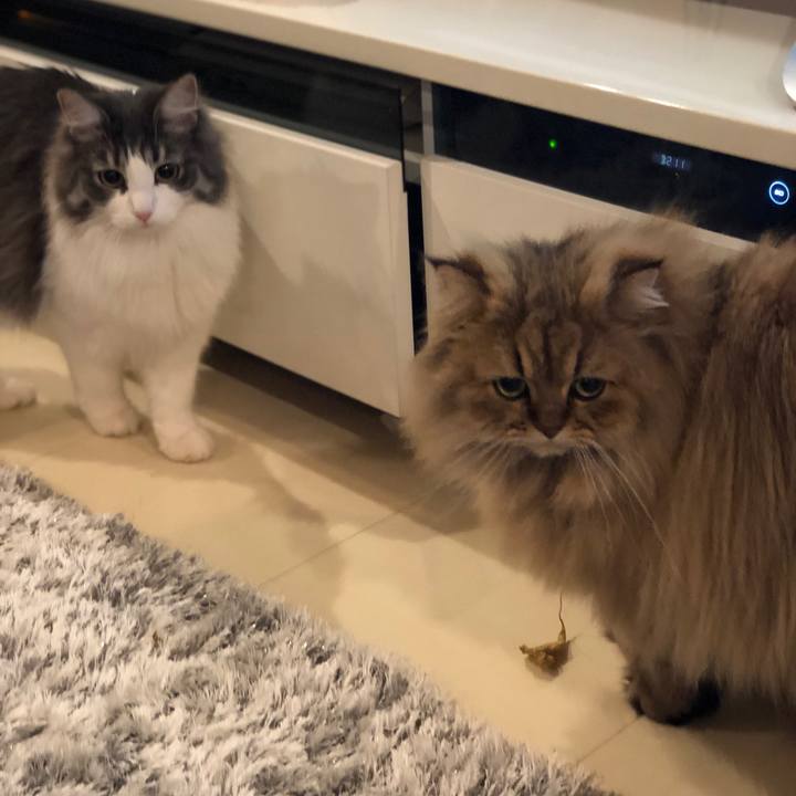 E38b0e62 43b1 4785 9a78 428b13c0a1e4 1546819203254