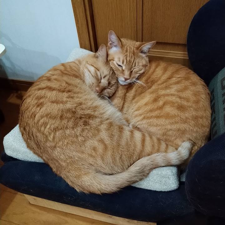 E38b4ca3 7e75 4b3e 9eb5 722d21c900cc 1584358635962