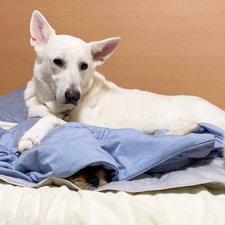 E38c9767 5b54 43da b19a 984bd12f9df8 1595575691081