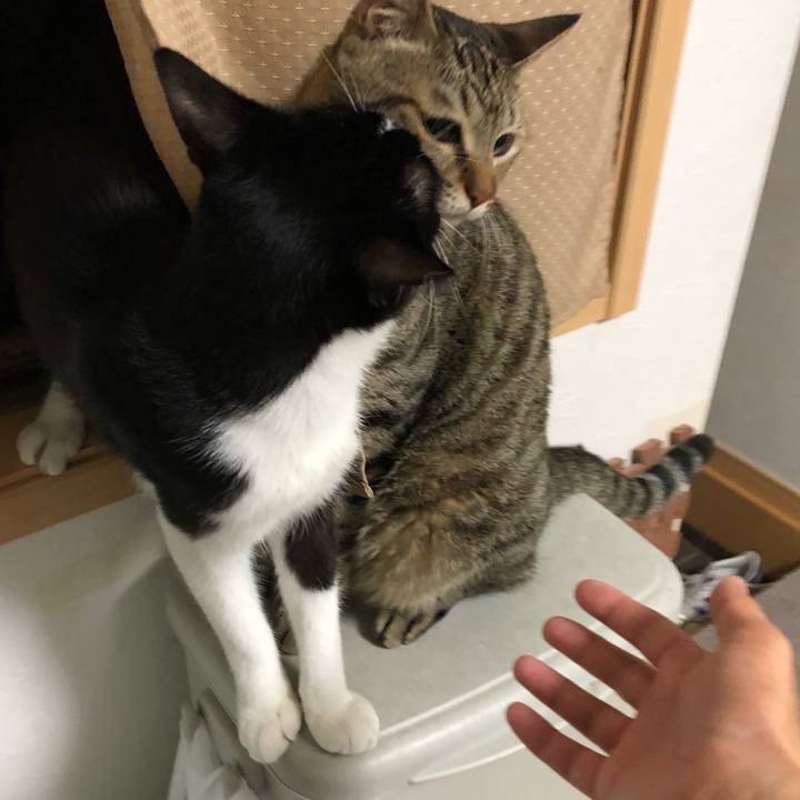 E38fafca 29f6 4ebf bffa 917ba82570c3 1534795376224