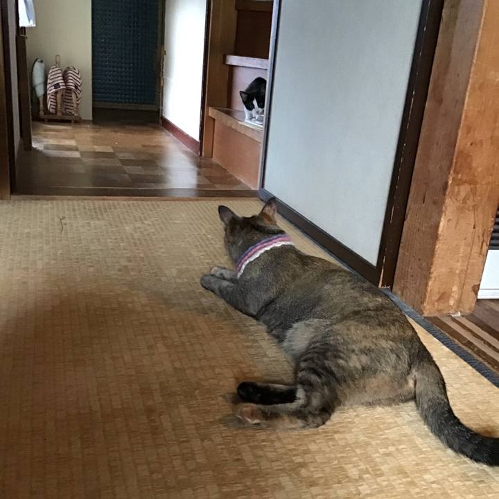 E391e0eb 2b5f 4b40 93e4 a4b0e6e1fafd 1625955054256