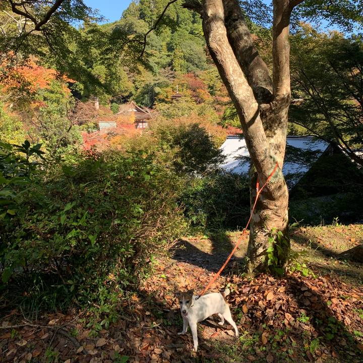 E397c2c3 832e 4fa4 bf29 e9178dbabe88 1573273192663