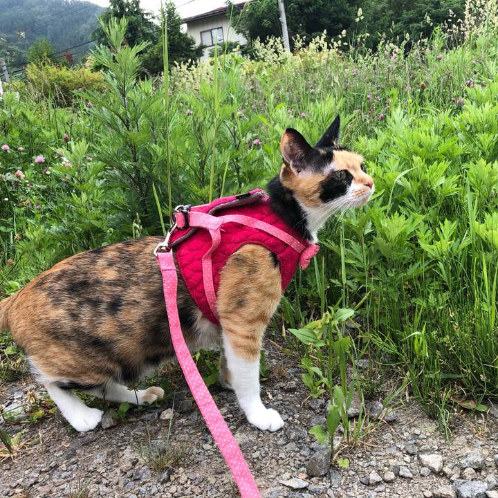 E398df80 4258 4723 bed9 4da738647cd5 1559697185323